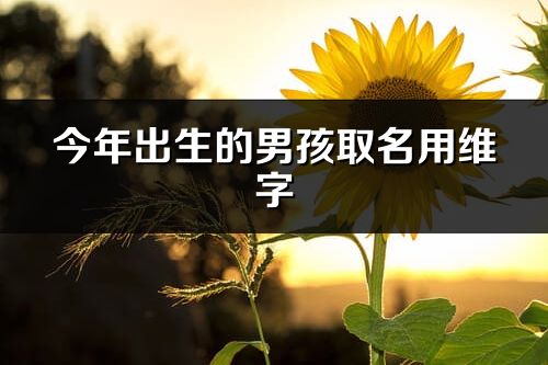 今年出生的男孩取名用维字