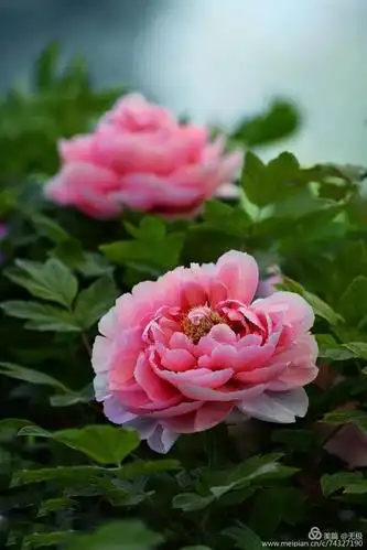 2020年拍摄花朵最大最好看的洛阳牡丹