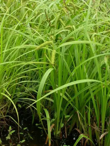 日月峡中草药(1033)--三棱草2