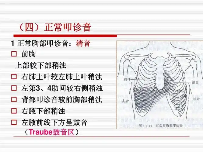 肺部体格检查_视,触,叩诊,听诊1ppt
