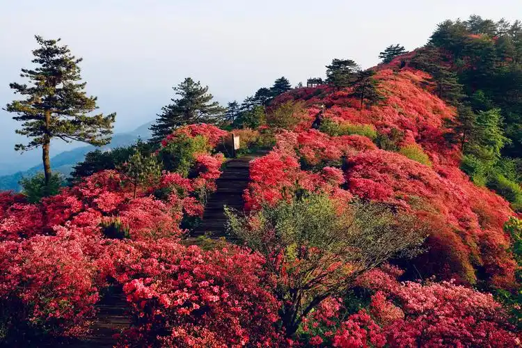 龟峰山杜鹃花海