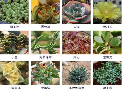 255种多肉植物图片及名称