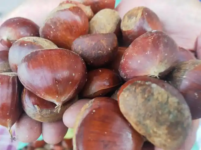 1公分红光板栗苗一棵多少钱 2公分品种板栗苗批发价格