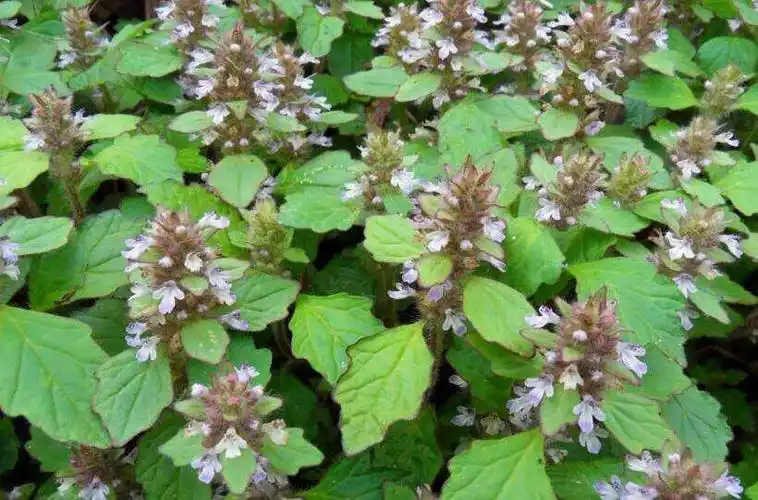 摘自《全国中草药汇编》用法与配方,用量2元.主治:清热平肝,消炎解毒.