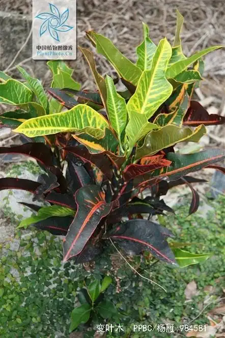 p>变叶木(学名: i>codiaeum variegatum  /i>(l.) a. juss.