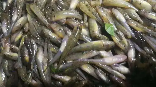 山坑鱼(石头鱼)4