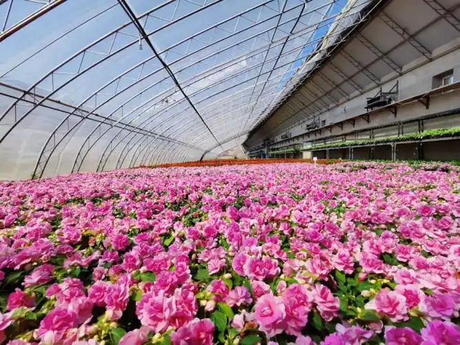 长春市绿化管理中心园林花卉苗圃多措并举保障春季花卉有序出圃