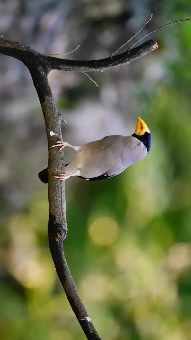 我和飞鸟的距离.黑头蜡嘴雀(英文名:japanese gro - 抖音