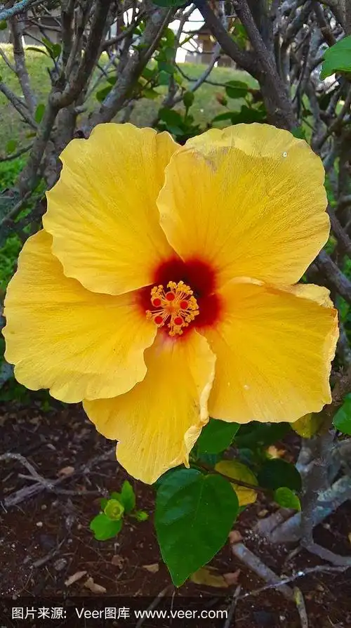 夏威夷瓦胡岛的木槿花