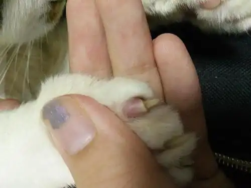 猫咪的指甲这是怎么了