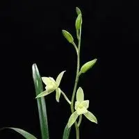 吉利大气的兰花头像 简约大气好看兰花头像_微信头像图片大全