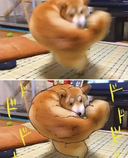这只柴犬就壮实了!这肌肉我都害怕呀. 这画风也太棒了!好有安全感啊