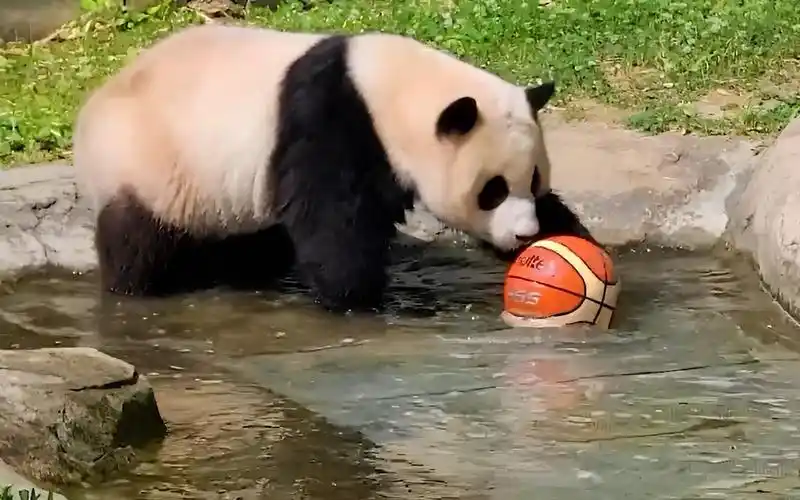 福宝在水池里打篮球