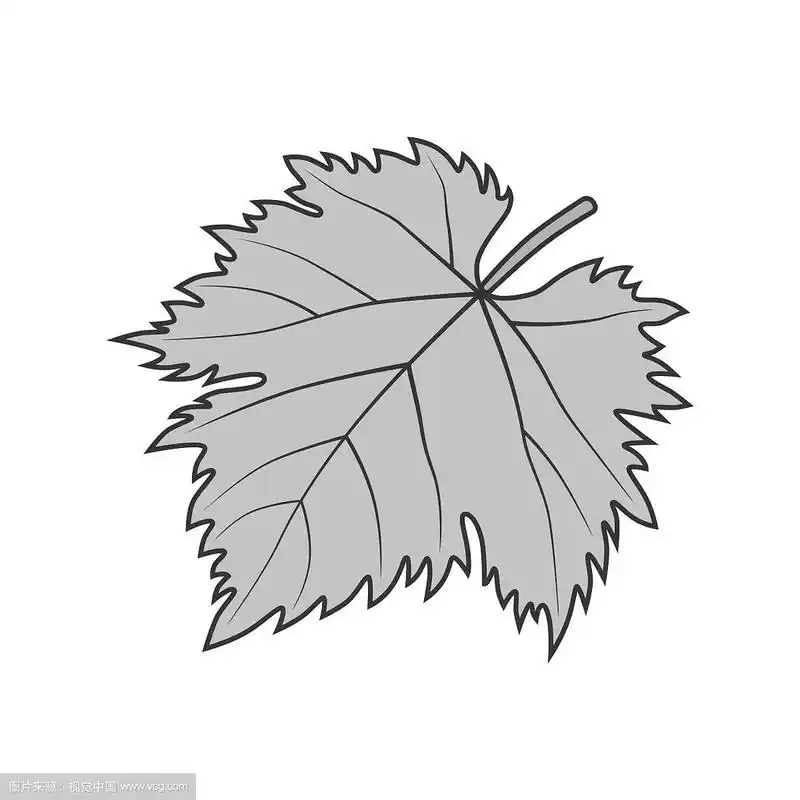 葡萄叶的象征还是灰色的