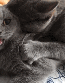 猫咪按摩享受可爱gif动图_动态图_表情包下载_soogif