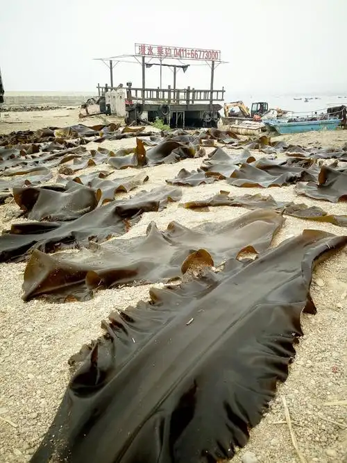 海边晒的海带,又长又宽.