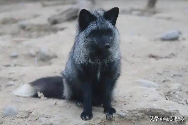 银色的狐狸--银狐