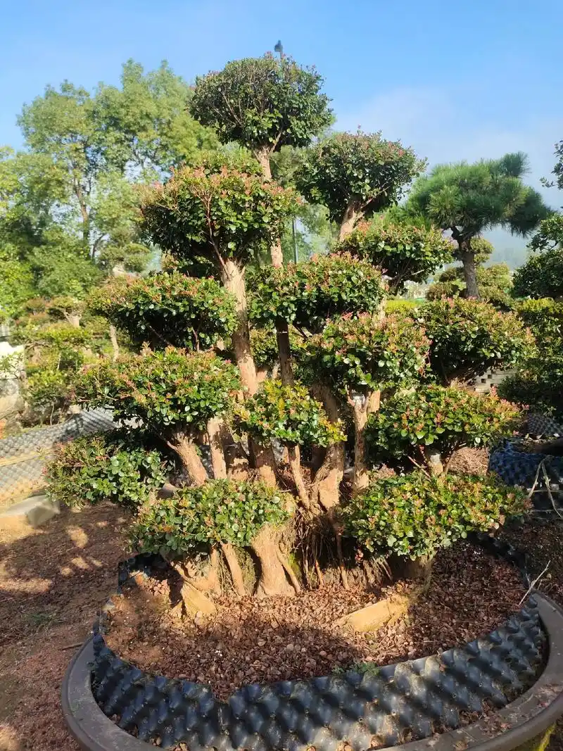 赤楠盆景老桩18270219666 - 抖音