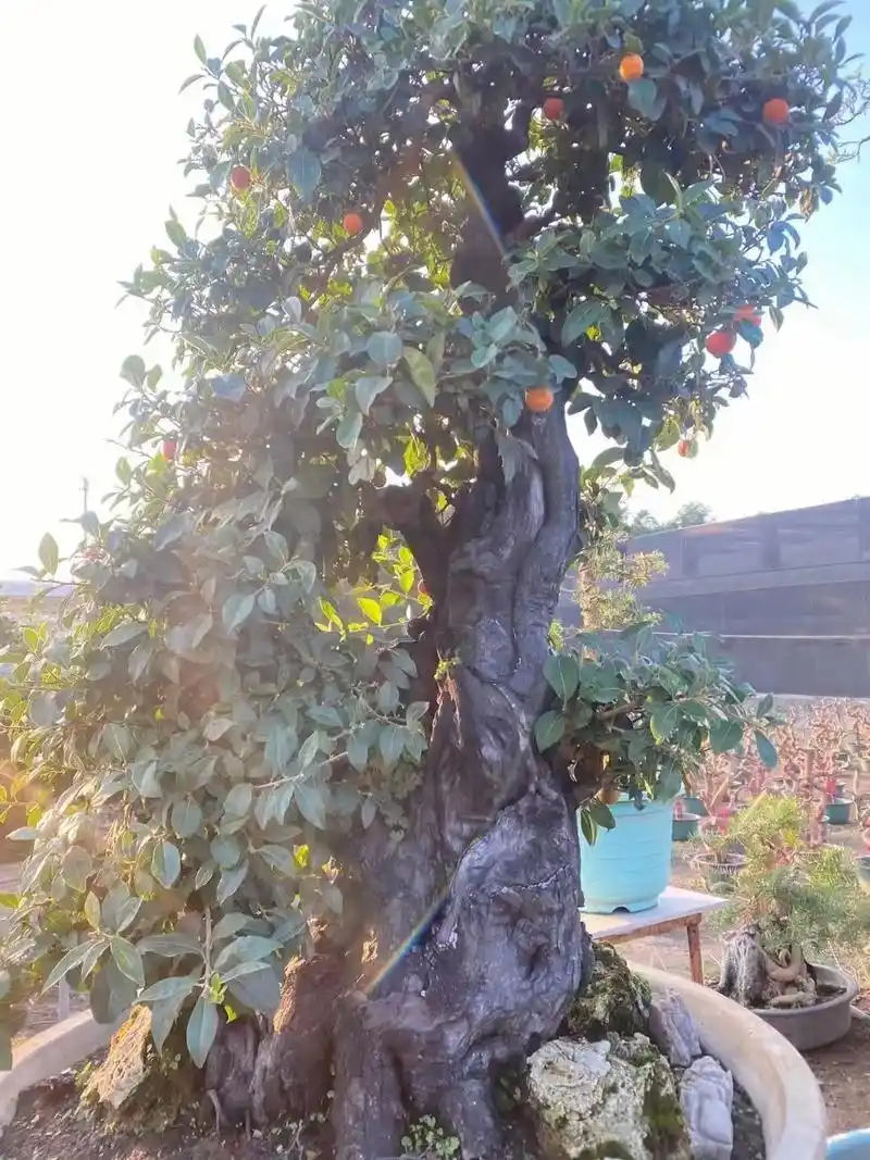 老桩金弹子   万"柿"胜意树姿优美,碳化桩苍老古 - 抖音