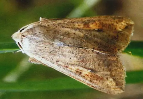 5-8 黏虫幼虫为害玉米籽粒状 (李云瑞摄)   形态识别 图5-9 黏虫成虫