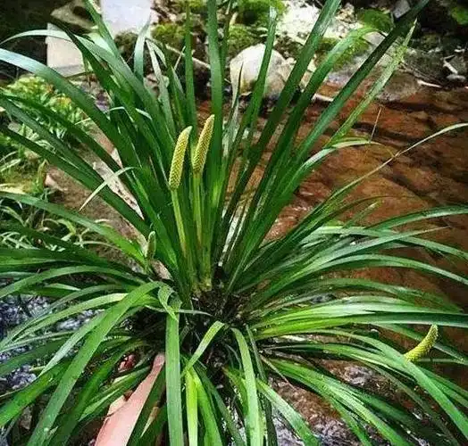 盆栽随手香尊重3个小癖好揪片叶子搓搓就能生香好看又好养