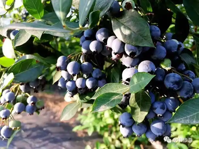 永川蓝莓采摘地集锦总有一处是你喜欢的