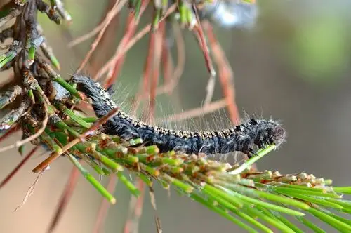 ①落叶松毛虫(d.superans).成虫体色变化较大,由灰白到棕褐色.