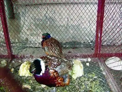 某饭店笼子里的山鸡