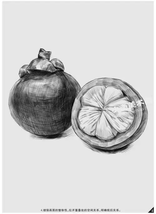 山竹的素描画法步骤图示04