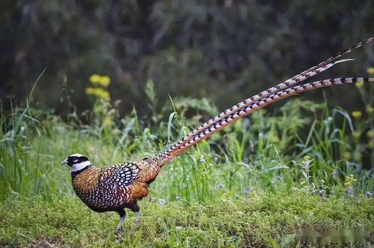 东北野鸡"满天飞",为何吃货却不敢下嘴?农民直言:真惹不起!