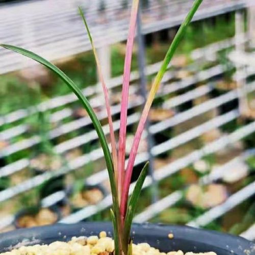 精品漂亮蕙兰七彩红斑高档名贵花卉