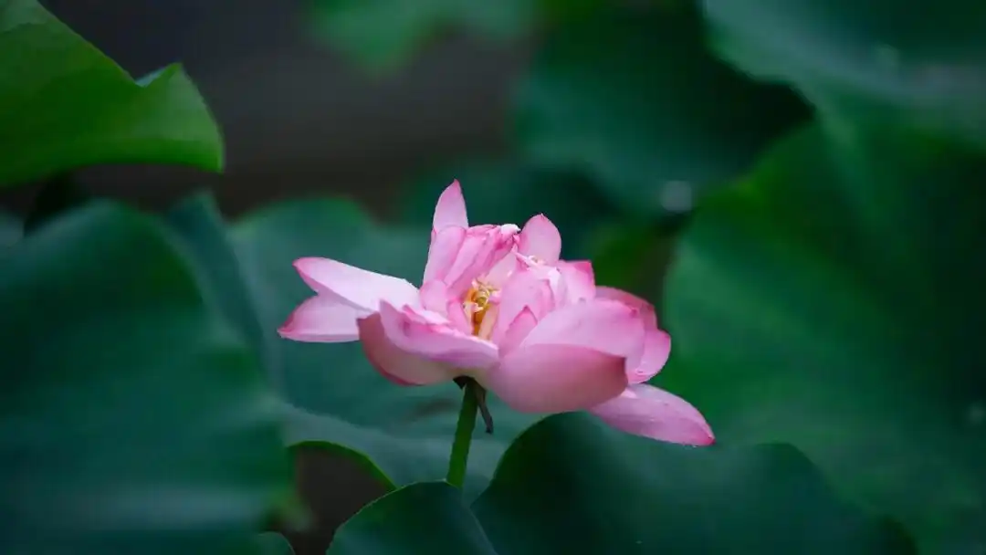 两江记忆2021丨穿越两江四季每一帧都是屏保