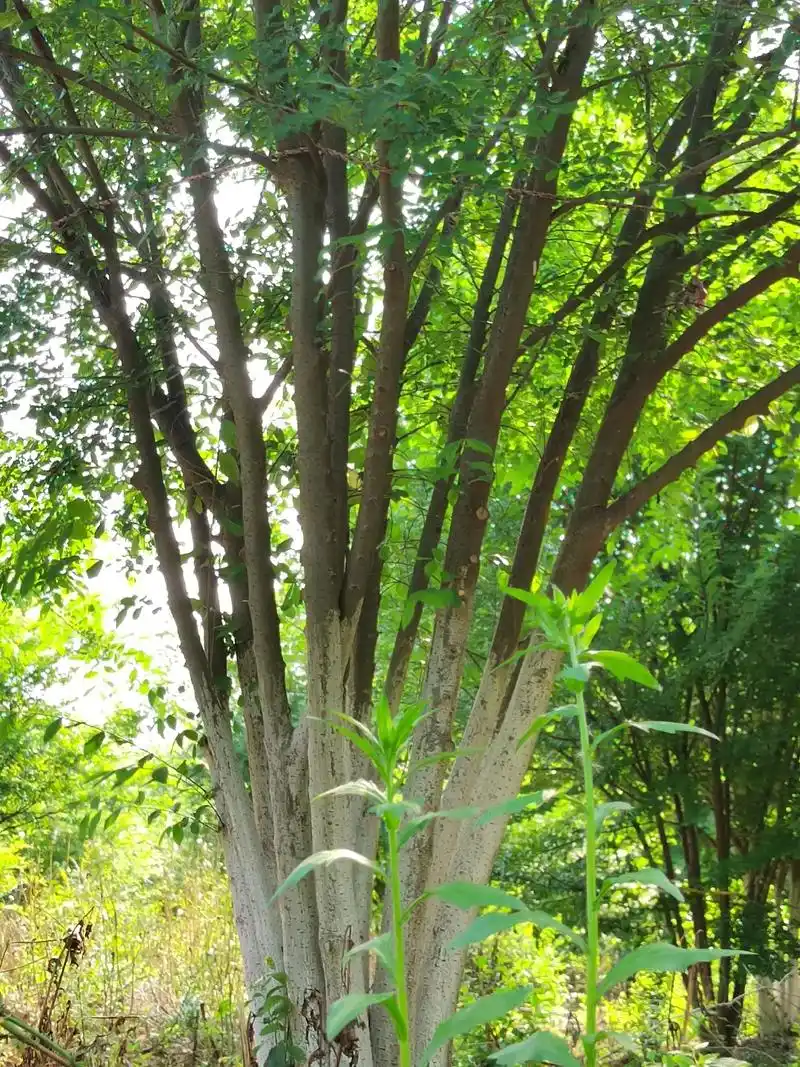 纯原生丛生小叶花皮榔榆,5至12杆,每杆粗4至8公分,高度5 - 抖音