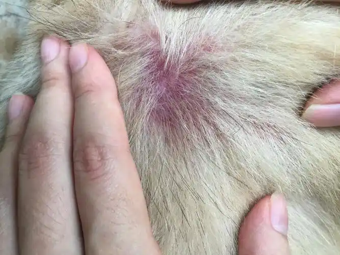 帮狗狗剃完毛发现狗狗身上有几处皮肤都红了,这是什么皮肤病?