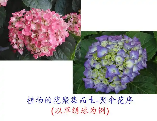 植物花的数量和着生方式花序