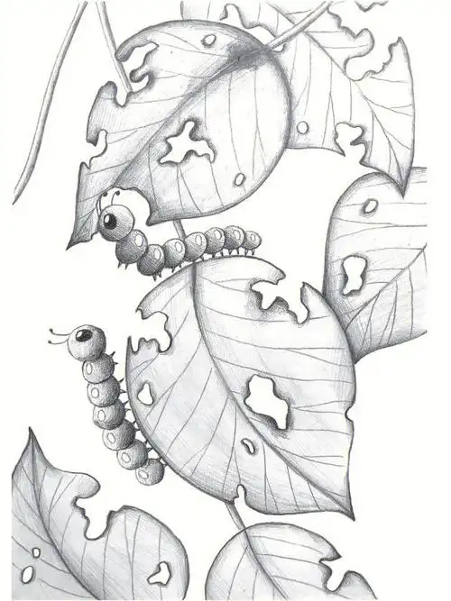 树叶和毛毛虫铅笔素描教程呆萌小动物