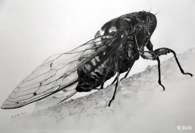 收集   点赞  评论  精微素描 圆珠笔 0 6 _小牛轰轰  发布到  素描