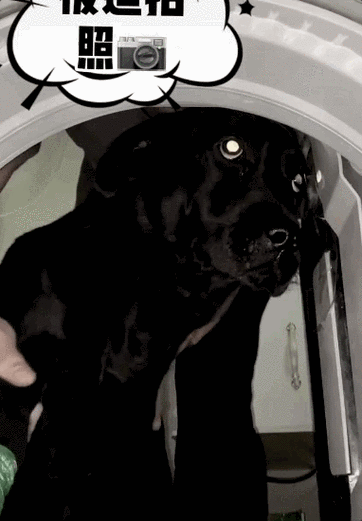 老一辈人告诫"养狗不养黑",不是危言耸听,是有这些原因