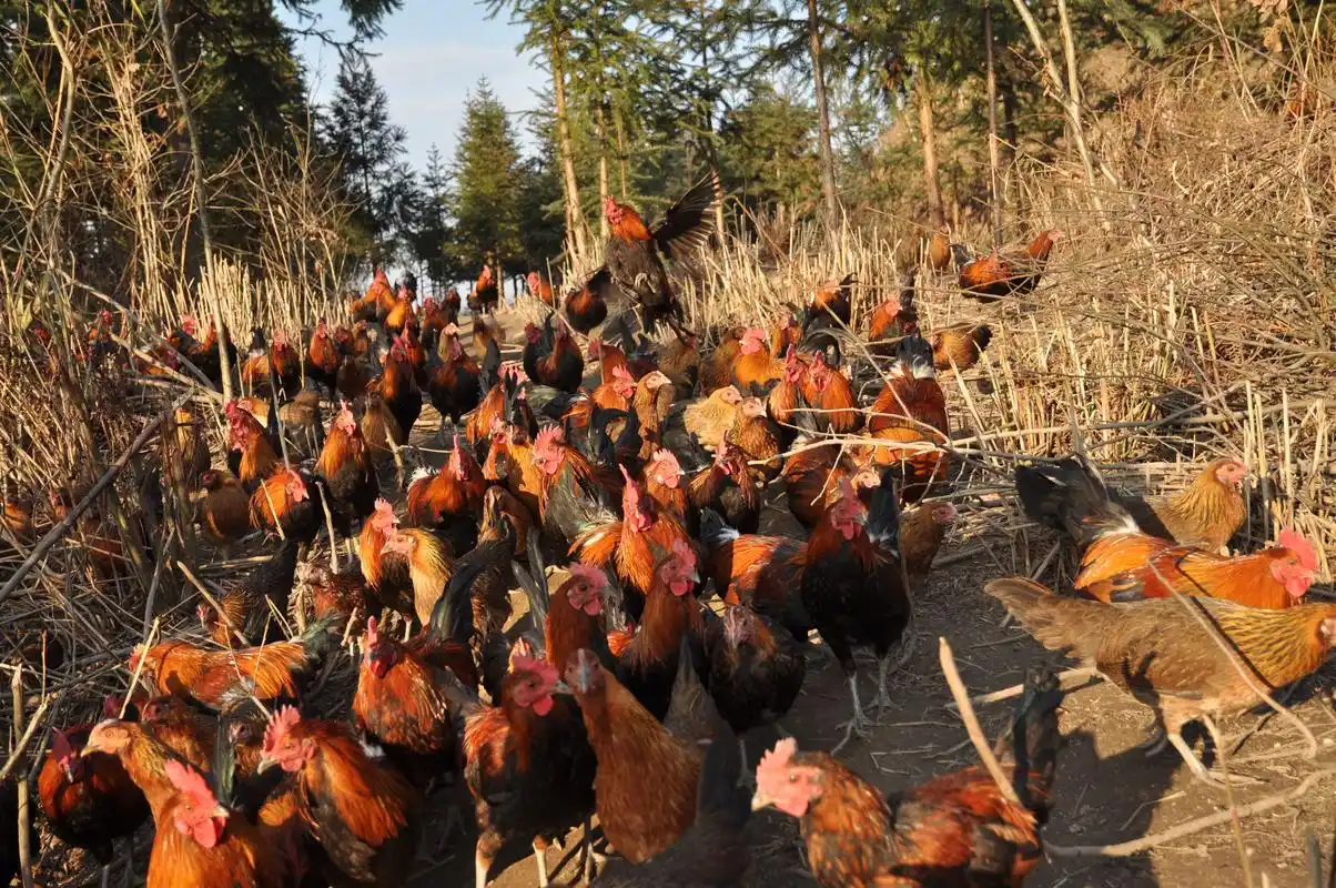 作为餐桌常见的食物,农村的养鸡场到底能不能赚钱,前景如何?