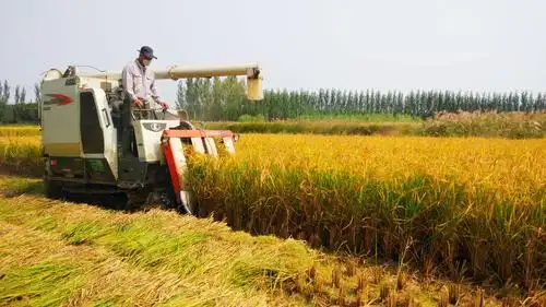 国庆节假日里秋收忙 - 美篇