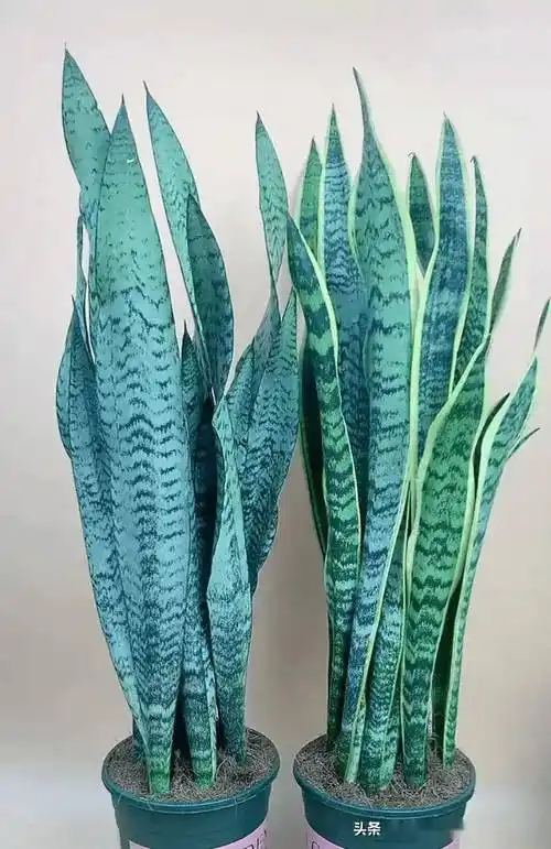 6月养虎皮兰,掌握"2个多",叶子杠杠厚,虎芽挤爆盆妥了