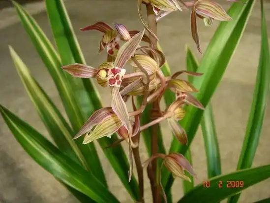 长崎大勋~~开花了-以兰会友-中国兰花交易网社区