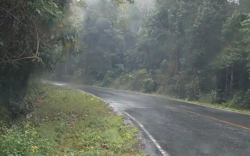 8小时真实林间雨声 9715 安逸且舒适的下雨天 树林中温柔的雨声