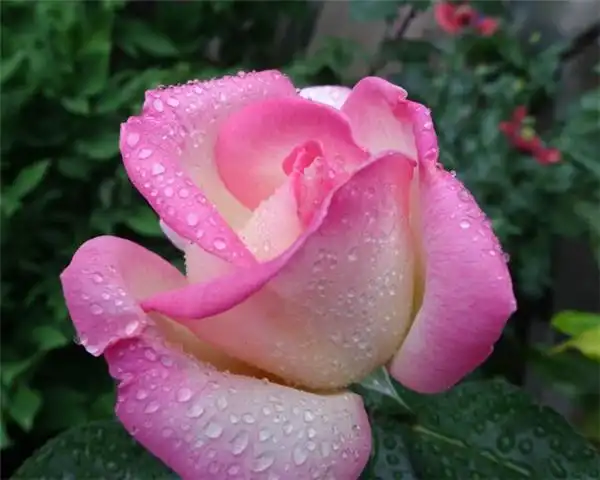 摩纳哥公主月季