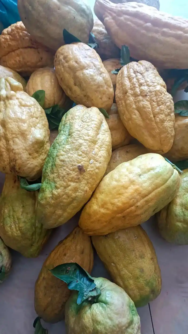 刚刚到的镇沅大庆香橼果,八元一公斤[调皮]又甜又水的,不好吃 - 抖音