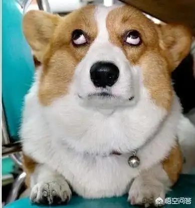 白眼哦正常情况当狗狗不睡觉时 眼皮是来回抖动的睡着后眼皮就不动了