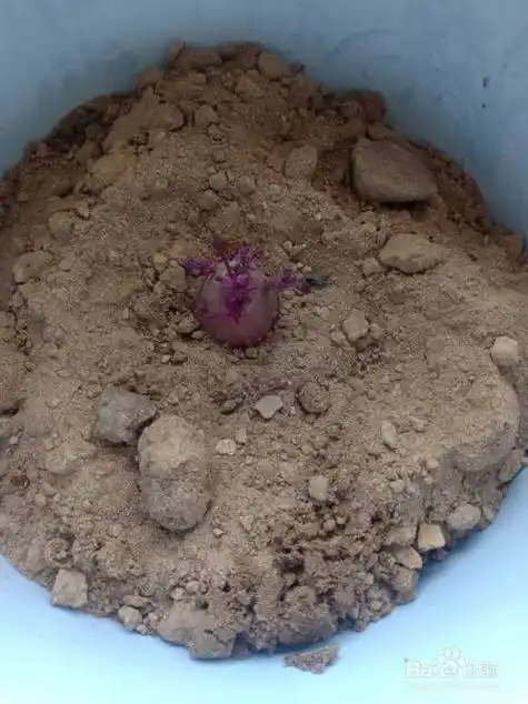 然后,把切下来的"红薯种子",放到土壤中间最高的"位置"上.