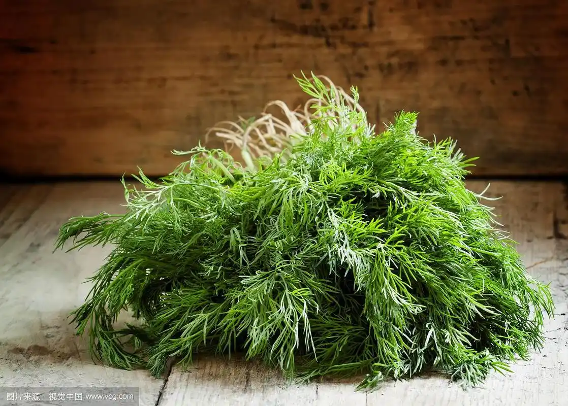 小茴香叶子的特写