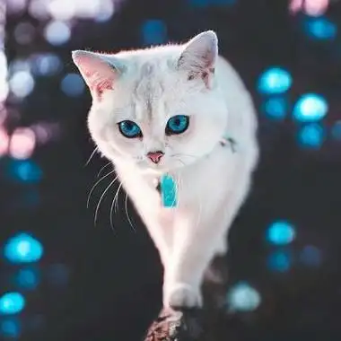 2021火爆女生微信头像可爱动物 女生头像图片大全 -【爱个性】