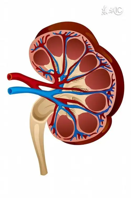 专家解说慢性肾功能衰竭基本知识